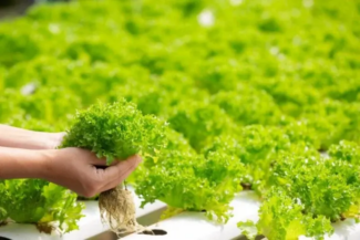 9 Ide dan Rekomendasi Usaha Pertanian Berpeluang Untung