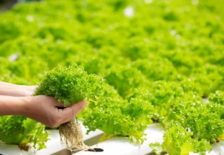 9 Ide dan Rekomendasi Usaha Pertanian Berpeluang Untung